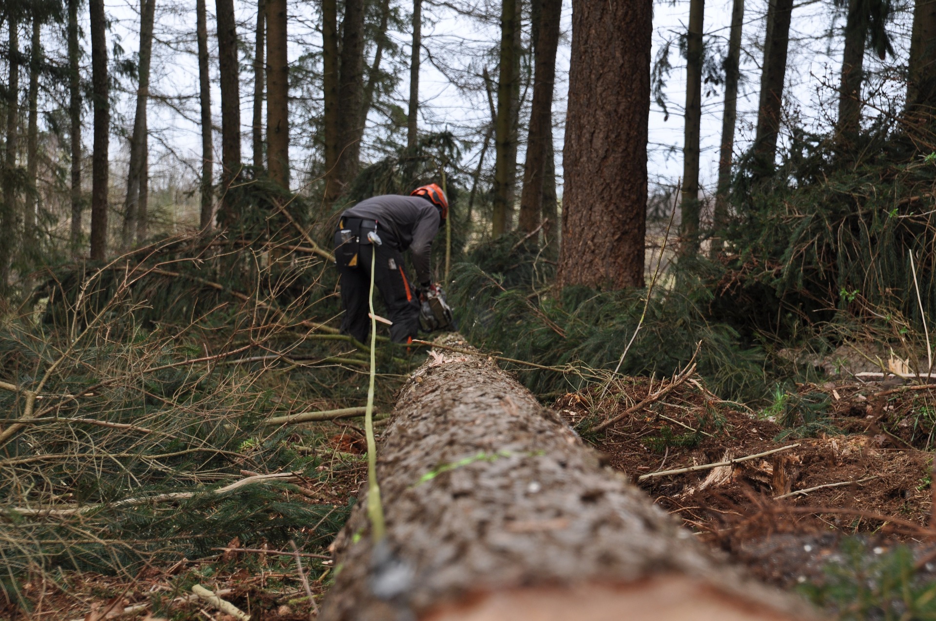 forest-4272926_1920